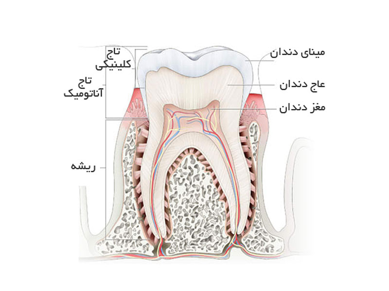 اجزای دندان