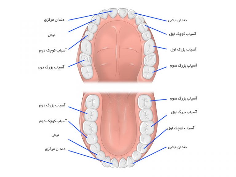 انواع دندان های انسان