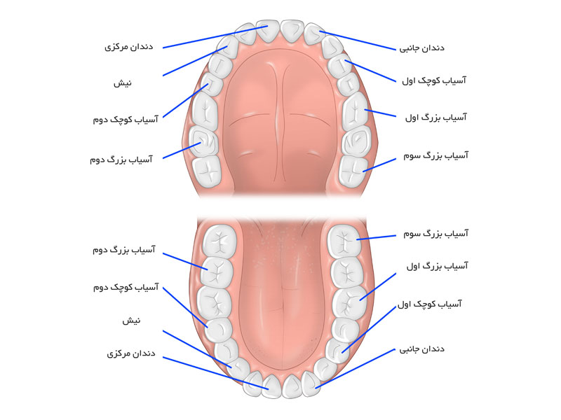 انواع دندان