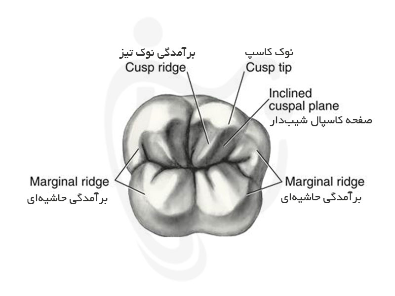 مشخصات ظاهری دندان