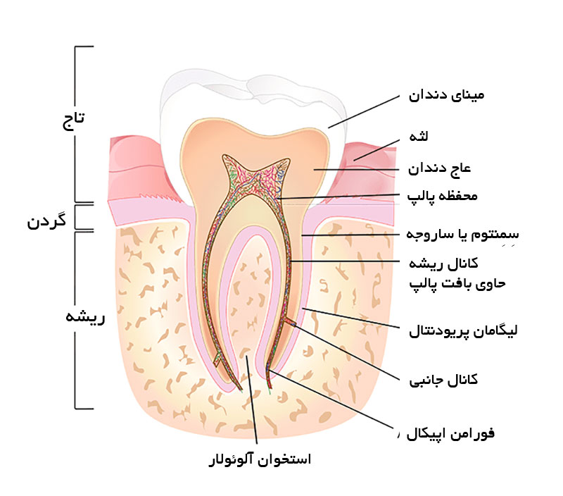 اجزای دندان