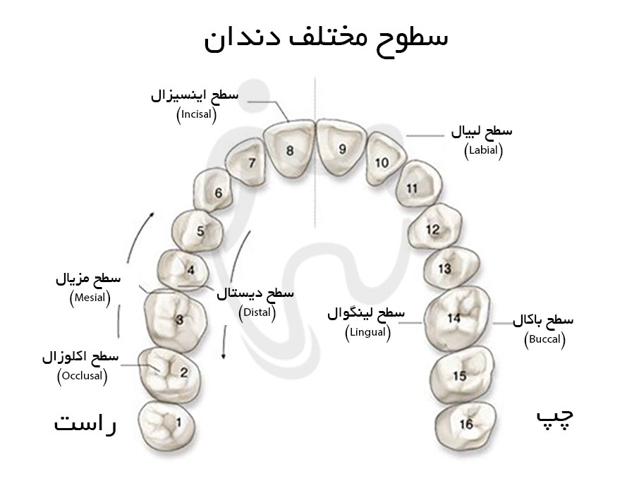سطوح مختلف دندان